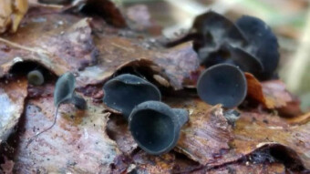 When spring comes, he heralds it - Rutstroemia bulgarioides