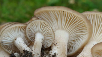 Fried chicken mushroom - Lyophyllum decastes