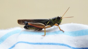 Crickets, Childhood Baggage and Ruts.... (It sort of makes sense...)
