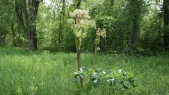 Medicinal Plants of North America - Great Angelica