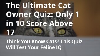 The Ultimate Cat Owner Quiz: Only 1 in 10 Score Above 17