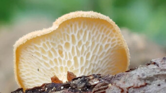 Little known arboreal mushrooms - Polyporus alveolaris