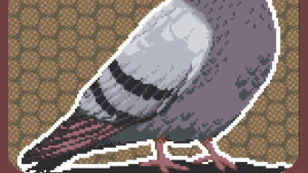 For The Birds. NFT Pigeon Drop!