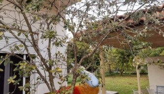 Can you help me identify this fruit? - The answer!