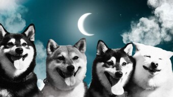 Shiba Inu Announces Beta of DOGGY DAO