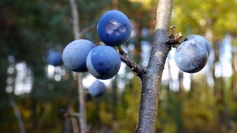 Blackthorn, underestimated fruit of the forest - blackthorn tincture