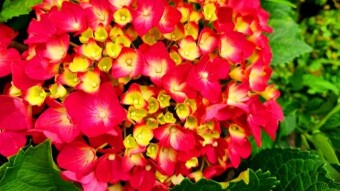 Beautiful flowers.