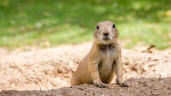 Gopher - exploring the web before the web