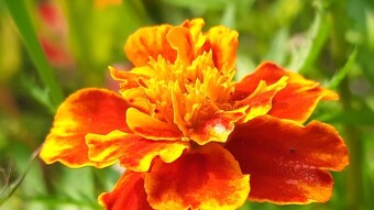 Flowers photography(beauty of flower)