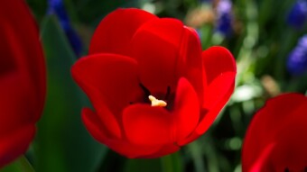 Some colors in the garden
