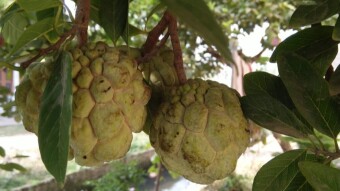 Is our food is becoming less nutritious? Part 1