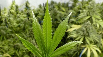 CannaBasics #2: What is CBD?