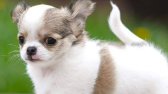 Eek! The kids want a dog!