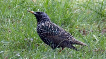 The first starlings appeared in the glades and meadows - not too early?