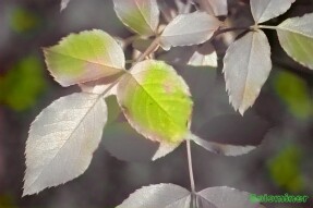 Full Spectrum Style Transfer Art - Rose leaves
