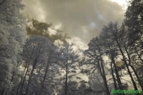 Infrared Photography - Looking up into the tree canopy