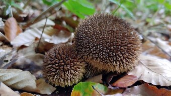 Puffball Lycoperdon echinatum, like a little hedgehog curled up