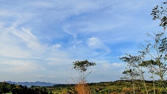 Single Tree, and the Sky