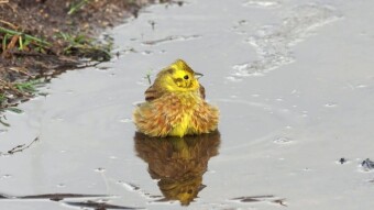 Yellowhammer - almost like an Easter little chick