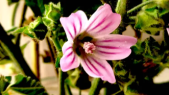 A Marvelous Mallow Flower