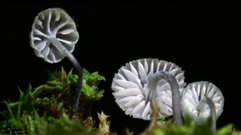 Mycena pseudocorticola (Blue-gray Mushroom) - a delicate, rare arboreal mushroom