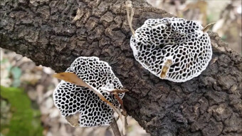 Daedaleopsis - a thermophilic arboreal mushroom that looks like a honeycomb