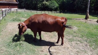 Monday visit to the Upper Silesian Ethnographic Park - My Actifit Report Card: June 30 2025