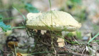 Some more photos of mushrooms
