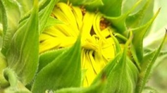 Sun Flower Photography.