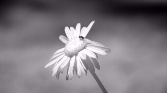 Daisies with pollinator - Infrared Photography