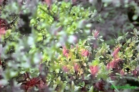 Full Spectrum Style Transfer Art - Azalea clusters