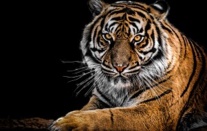 Endangered animals: Bengal Tiger