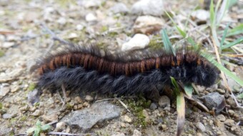 Will it ever be a beautiful butterfly? - late autumn walks in the Jurassic forests
