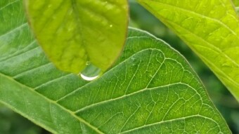 WATER DROPS