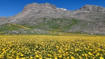 The Mountains, A plain of chamomile flowers, and Us