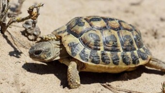 TURTLES