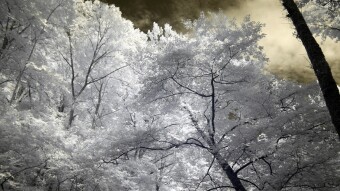 Leaning trees with the morning sky - Infrared Photography