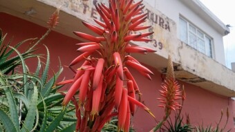 Aloe flowers