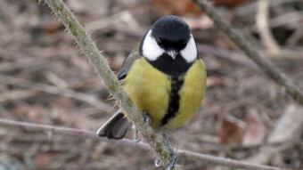 Early spring meetings with tit and more
