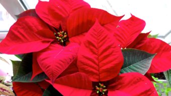 The Christmas Flower