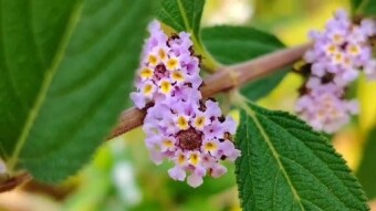 Butterfly and flower videography.