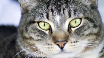 Can A Cat Catch A Cold?