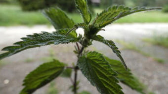 Stinging Nettle - An ordinary plant with extraordinary properties