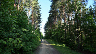 Hiking through the Jurassic forests and scrambled eggs with slippery jack