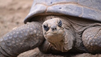 Make Way for the Crypto Tortoise