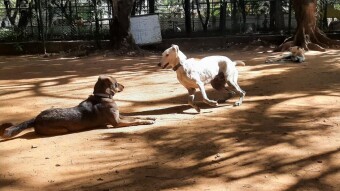 Active Doggies that are fond of something tasty to chew in addition to pet massages