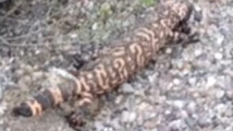 Gila Monster in my backyard!