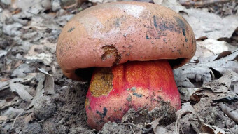 Imperator luteocupreus Bertèa & Estadés - Very rare species of mushrooms