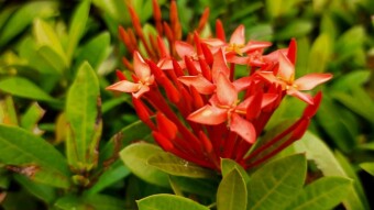 Rongon flower photography.