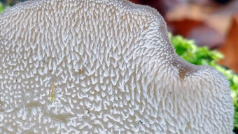 Spiny jelly - dible arboreal mushrooms - oyster mushroom